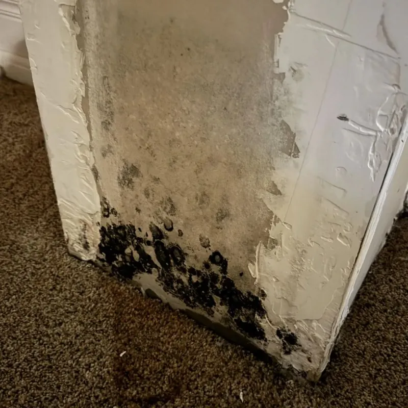 Professional Mold Removal in Red Cloud, NE